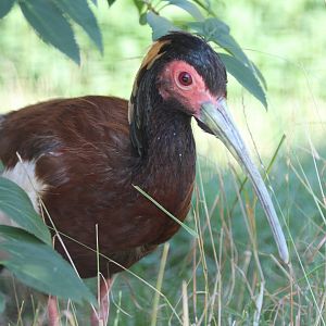 Madagascan Crested Ibis - July 2019