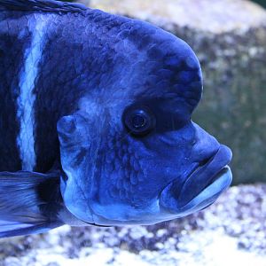 Blue Kitumba Moba - July 2019