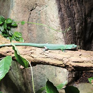 Green Keel-bellied Lizard - July 2019