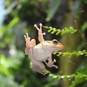Hong Kong Whipped Frog - July 2019