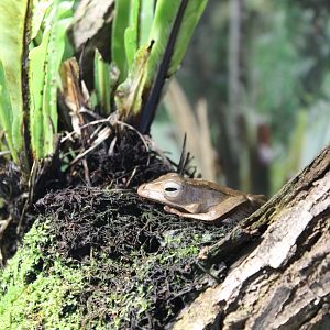 Borneo Eared Frog - July 2019