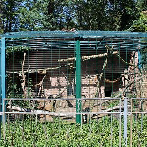 Jungle Cat Enclosure - July 2019