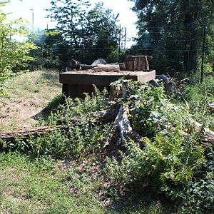 Eurasian Lynx Enclosure - July 2019