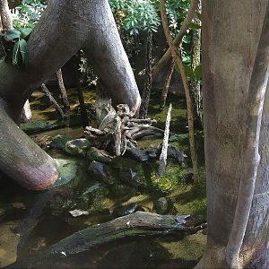Mudskipper Pool - Indonesia House