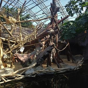 Orangutan Indoors - Indonesia House