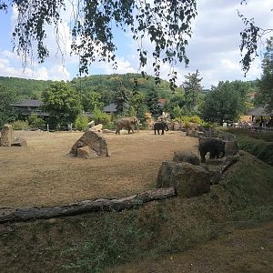 Asian Elephant Exhibit