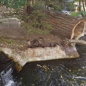 North American Otters