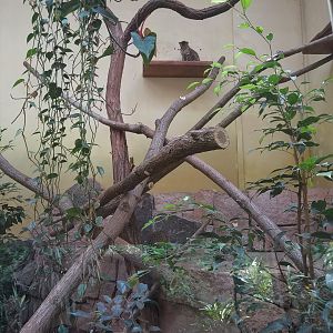 Palawan Leopard Cat Exhibit