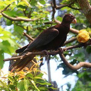 River Gems - Greater Vasa Parrot
