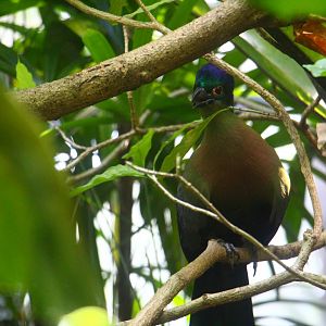 River Gems - Purple-crested Turaco