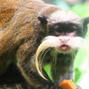 Wild Amazonia - Emperor Tamarin