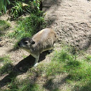 Yellow-spotted Rock Hyrax - July 2019