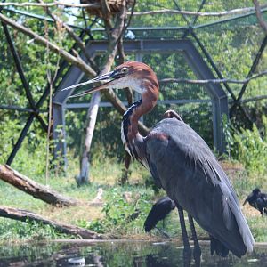 Goliath Heron - July 2019