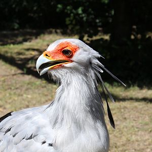 Secretary Bird - July 2019