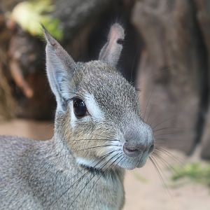 Chacoan Mara - July 2019