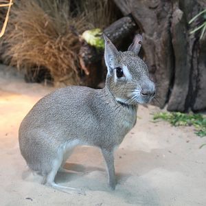 Chacoan Mara - July 2019