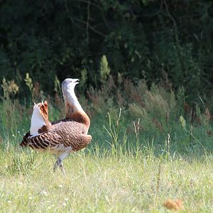 Great Bustard - July 2019