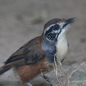 Greater Necklaced Laughing Thrush - July 2019