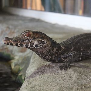 Cuvier's Dwarf Caiman - July 2019