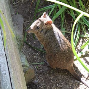 Long-nosed Potoroo - July 2019