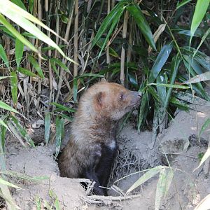 Bush Dog - July 2019