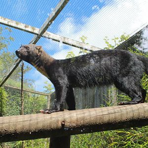 Tayra - July 2019