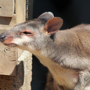 Dusky Pademelon - July 2019