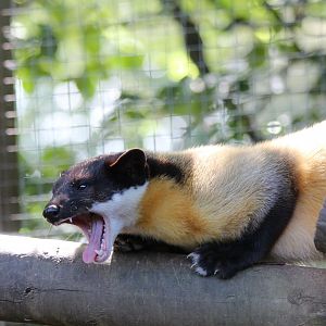 Yellow-throated Marten - July 2019
