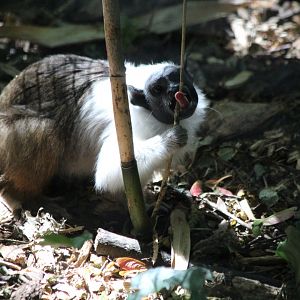 Pied Tamarin - July 2019