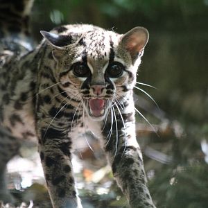 Margay - July 2019