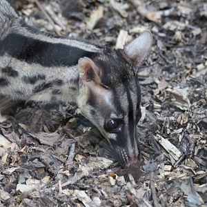 Owsten's Civet - July 2019