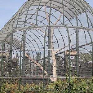 South America-aviary