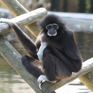 White-handed gibbon