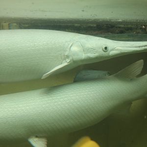 Alligator gars
