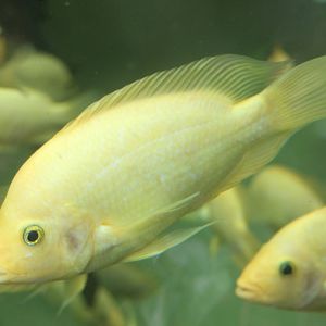 Amphilophus citrinellus