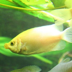 Kissing gourami