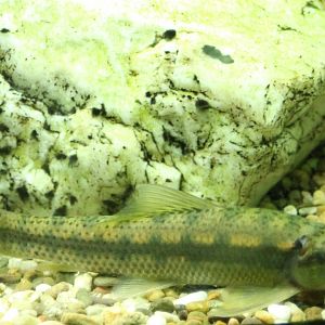 Chinese algae eater - Gyrinocheilus aymonieri