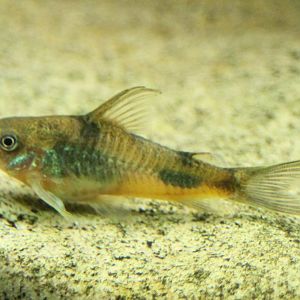 Peppered corydoras - Corydoras paleatus