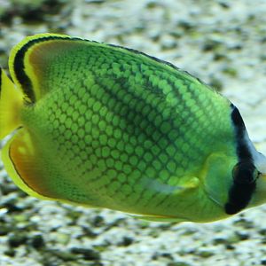Latticed butterflyfish - Chaetodon rafflesii