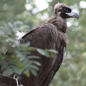 European black vulture