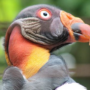 King vulture