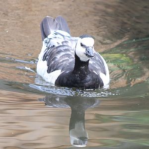 Barnacle goose