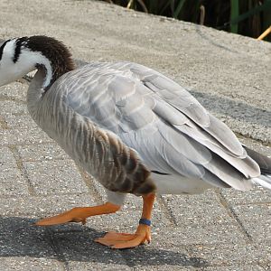 Bar-headed goose