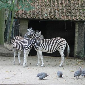 Plain zebras and Guineafowl