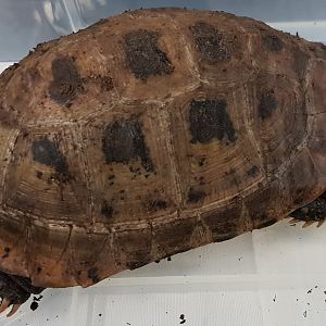 Indotestudo elongata