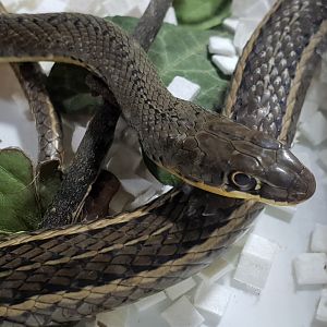 Psammophis sibilans