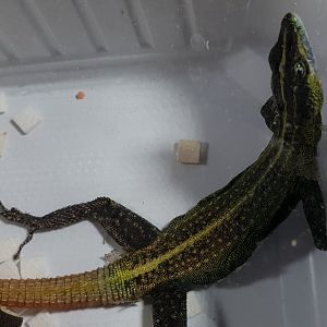 Platysaurus torquatus