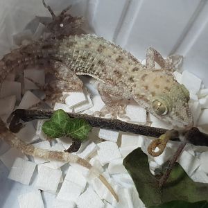 Gymnodactylus scaber