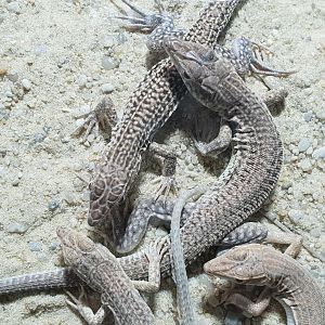 Acanthodactylus pardalis