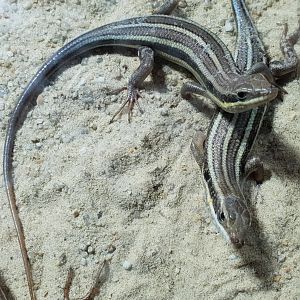 Mabuya quinquetaeniata